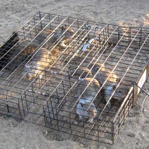 The Squirrelinator Squirrel Trap - Image 6