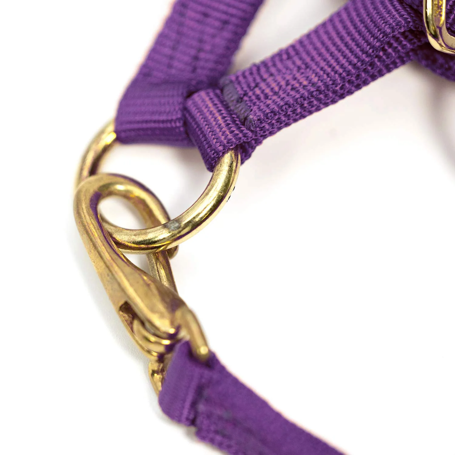 Adjustable Miniature Horse Halter with Throat Snap - 3/4" Nylon - Image 2