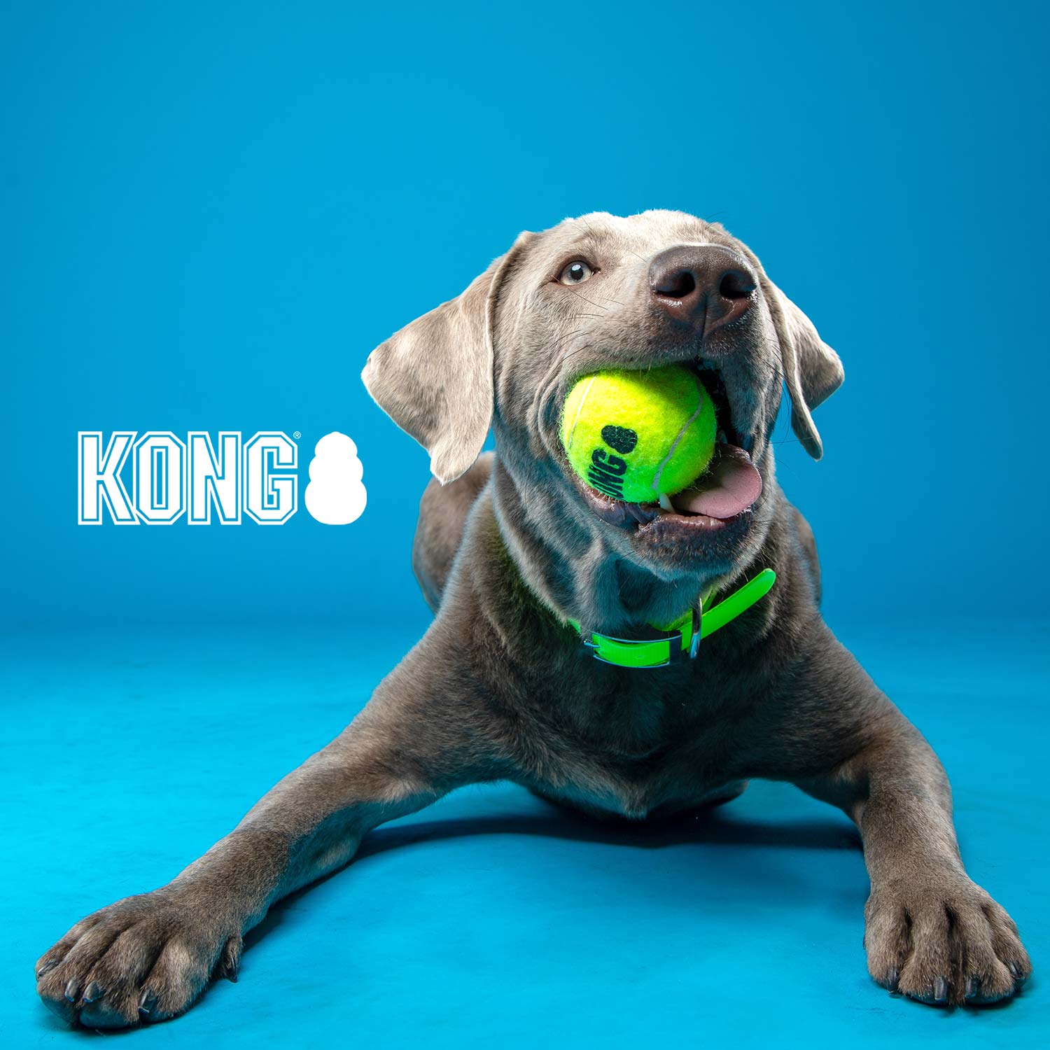 KONG SqueakAir® Ball – Durable Squeaker Tennis Ball Dog Toy for Fetch & Play - Image 3