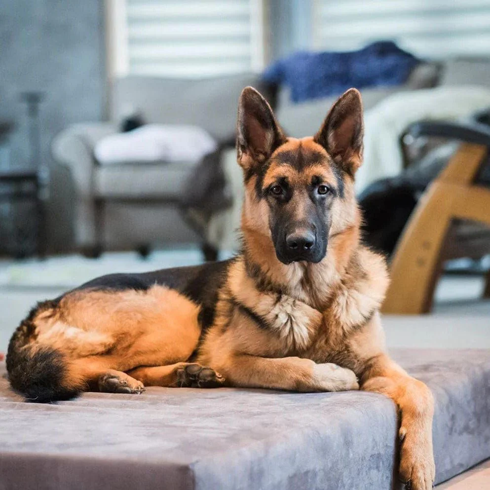 Big Barker Original Sleek Dog Bed, 7" Thick – Orthopedic Foam for Large & Giant Dogs - Image 20