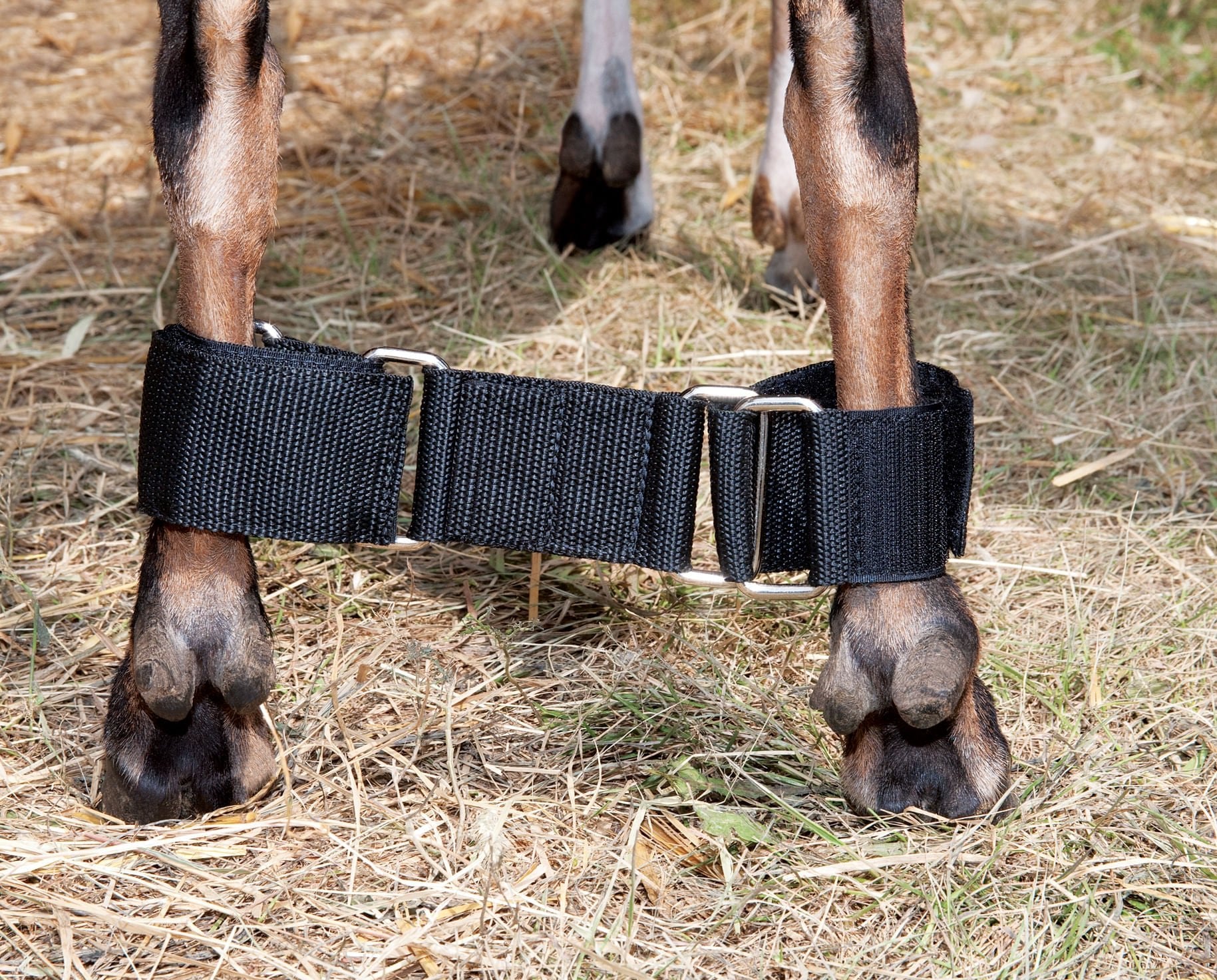 Adjustable Nylon Goat Hobble - Image 4