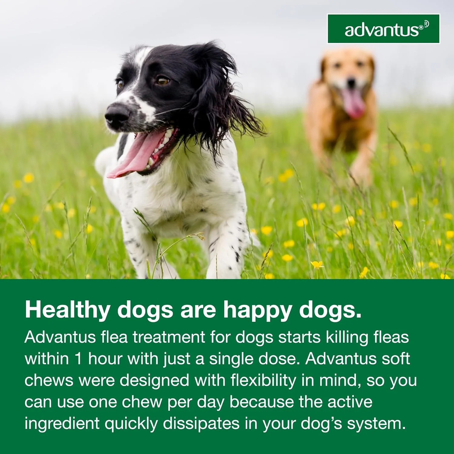 Advantus (imidacloprid) Oral Flea Treatment Soft Chews for Dogs - Image 8