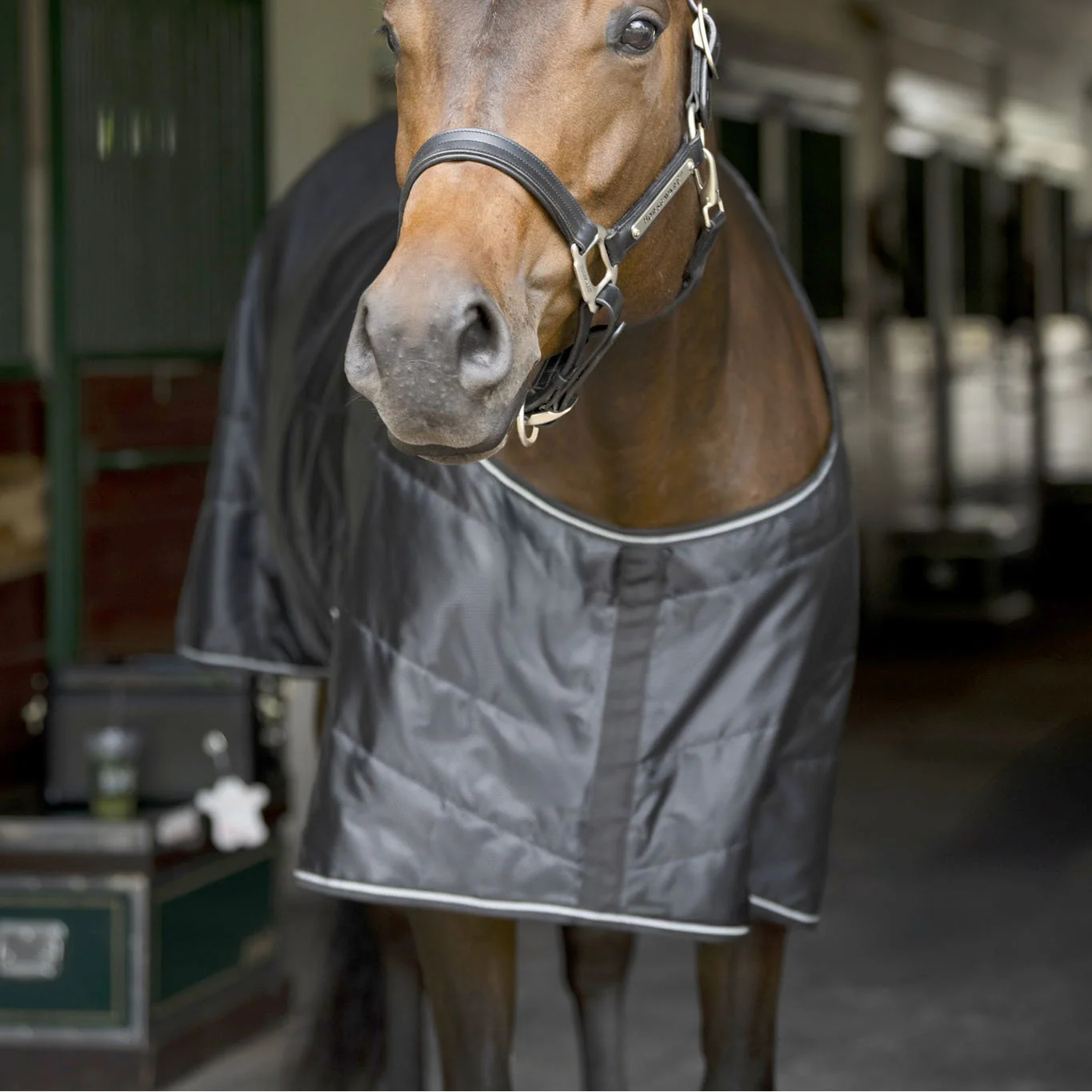 Amigo Quarter Horse Stable Blanket 210D Ripstop, 100g or 200g Fill, Stocky Build Fit - Image 2