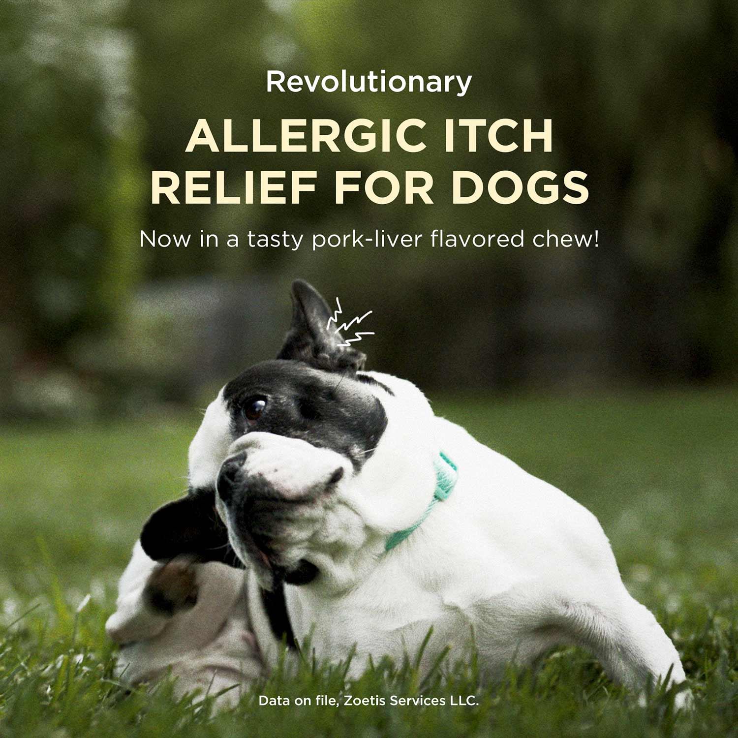 Rx Apoquel (oclacitinib) Chewable Tablets for Dogs - Image 27