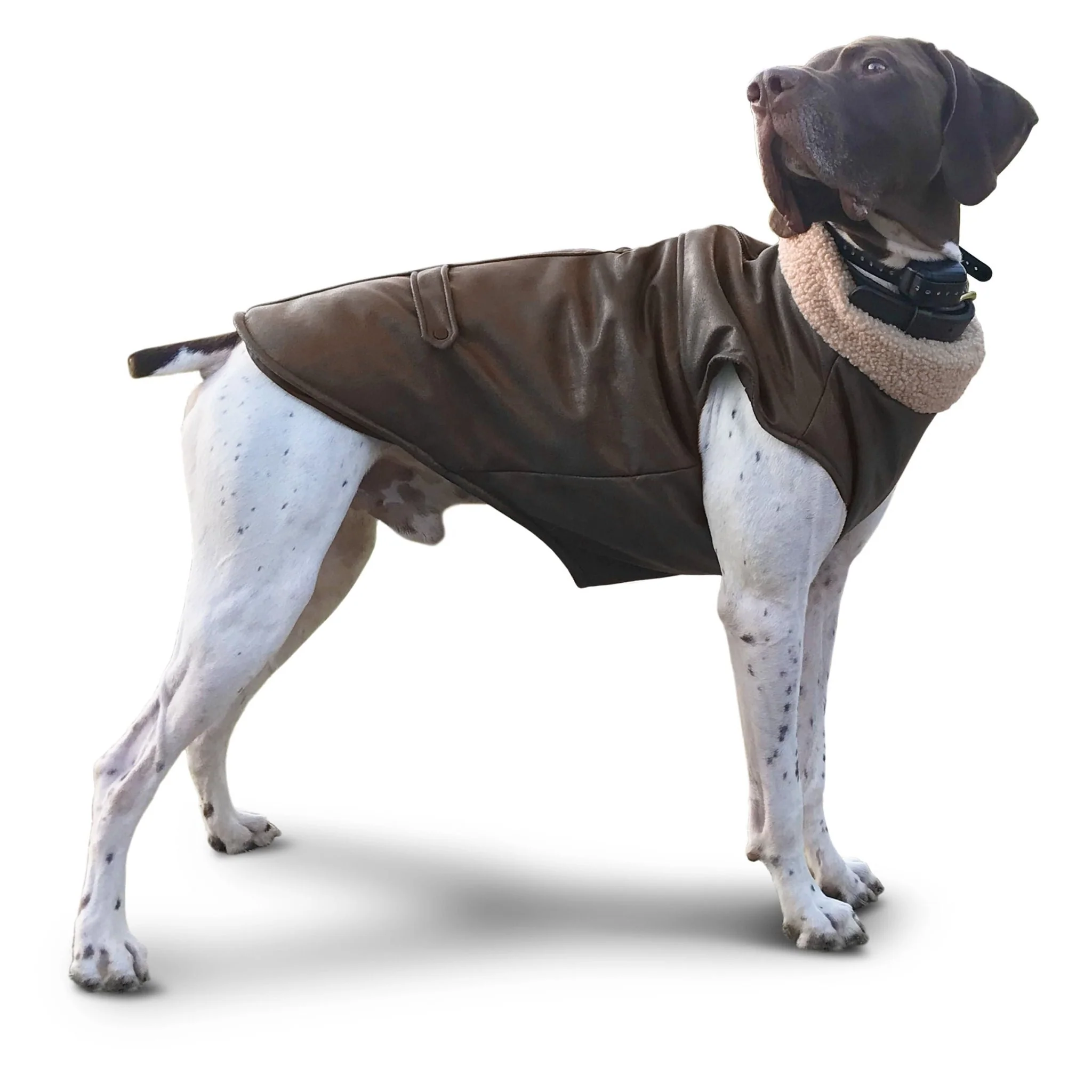 Bomber Dog Jacket by Fashion Pet - Image 8