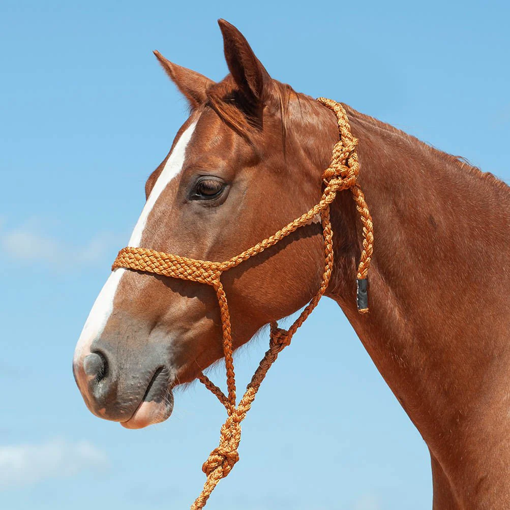 Braided Mule Tape Halter with 9' Lead - Image 5
