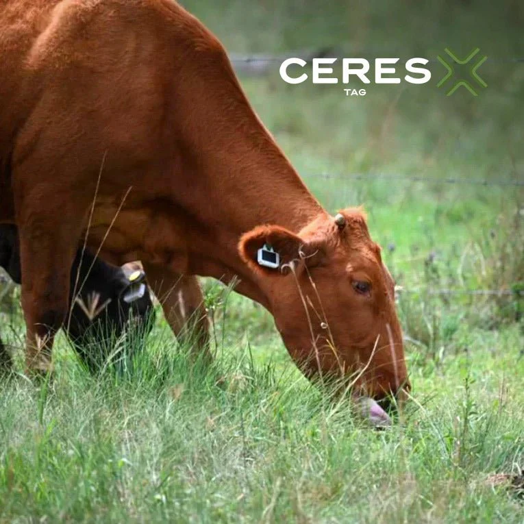 CERES RANCH PFI Reusable Satellite Cattle ID Tags 10 Pack - Image 4