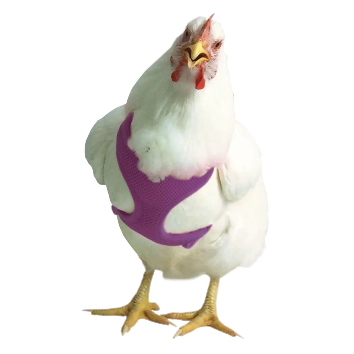 Chicken Harness - Image 4