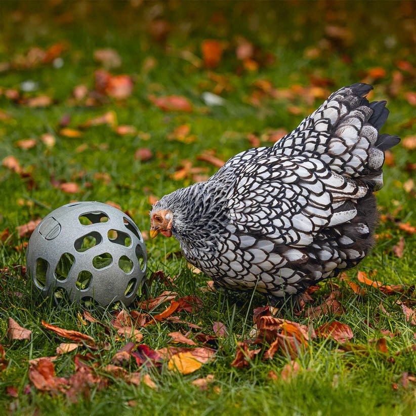 Chicken Snack Ball – 100% Recycled, Foraging & Play Feeder - Image 3