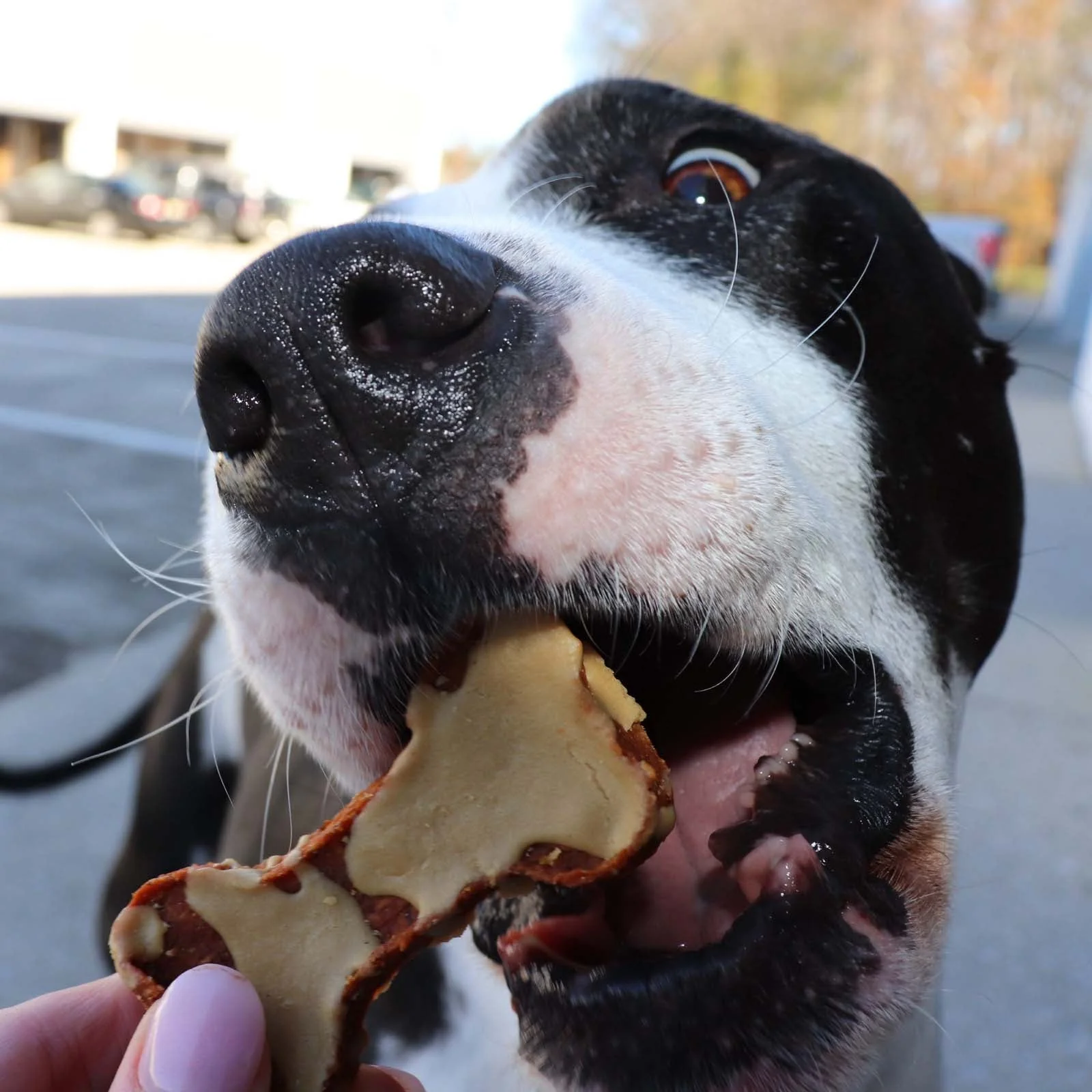 Sweet Potato Bones Dog Treats – All Natural, Limited Ingredient, Oven-Baked, Made in USA - Image 19