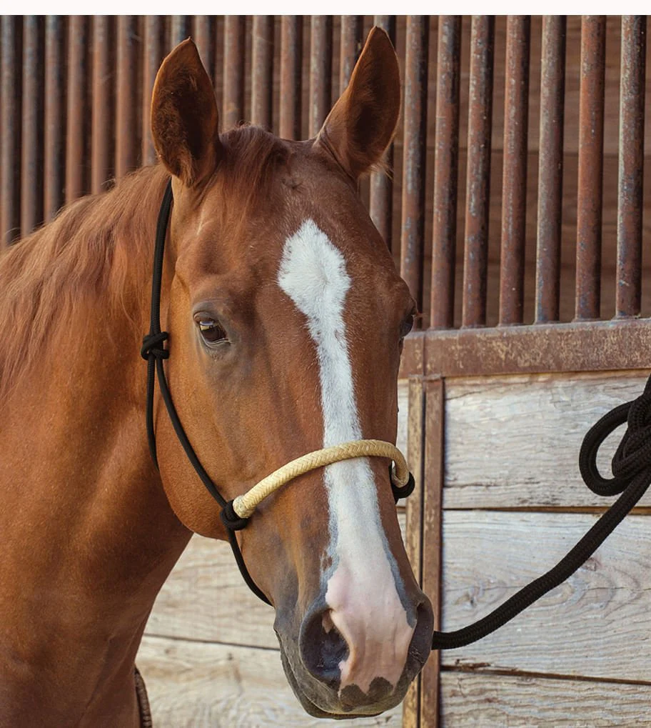 Classic Equine Braided Rawhide Nylon Rope Halter - Image 30