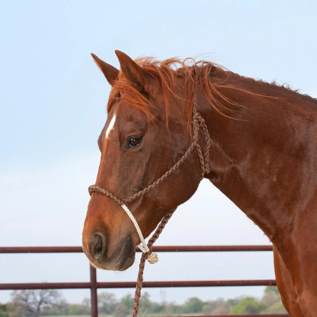 Classic Lariat Rope Nose Halter with Lead - Image 3