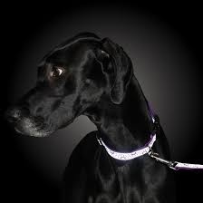 Coastal Pet Lazer Brite Dog Leash, 6' x 1" - Image 9