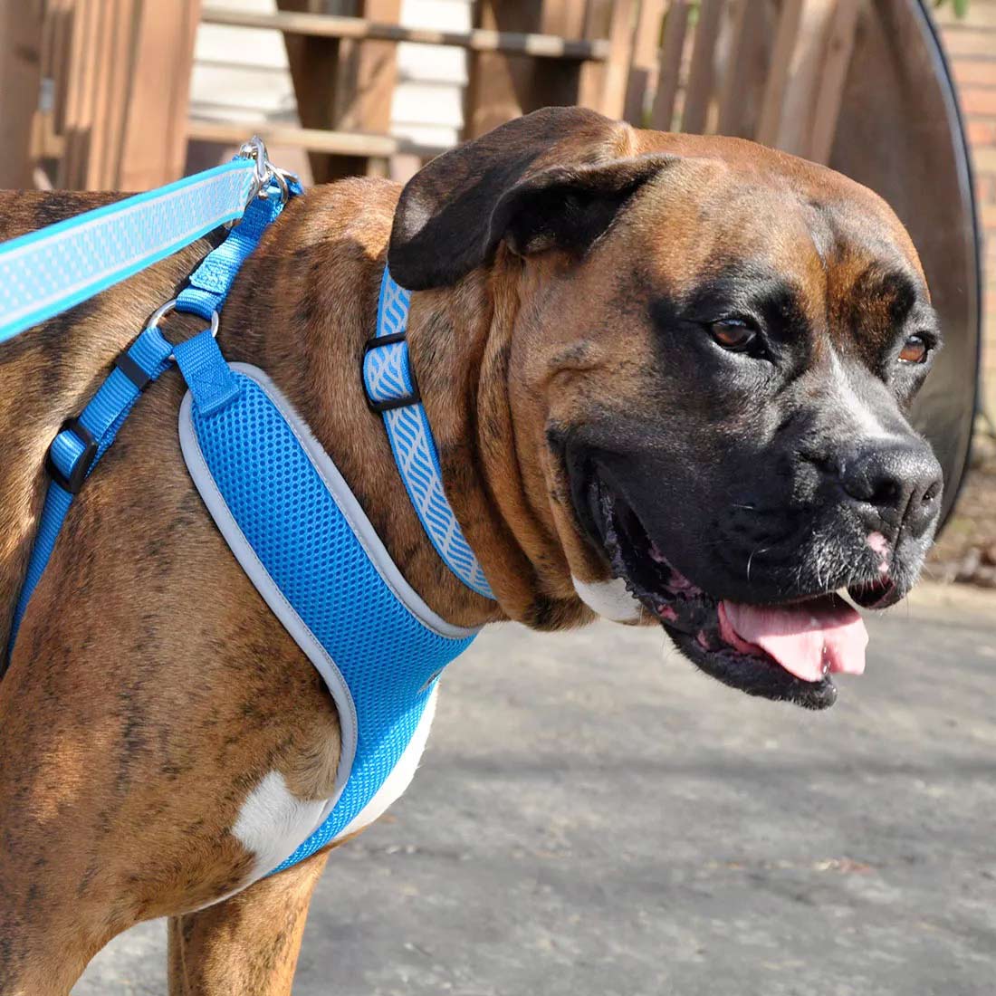 Comfort Soft Reflective Wrap Adjustable Dog Harness - Image 13