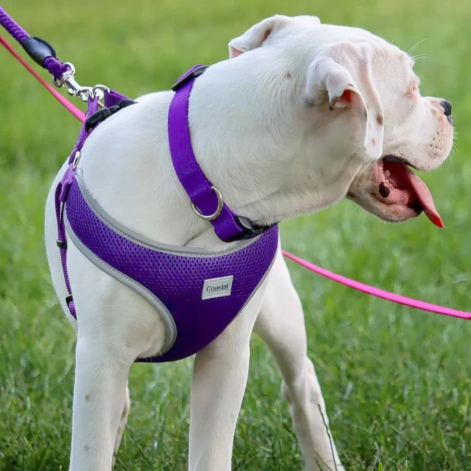 Comfort Soft Reflective Wrap Adjustable Dog Harness - Image 7