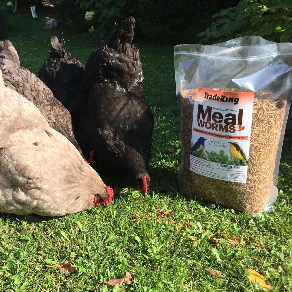 Dried Mealworms for Wild Birds, Chickens, Fish, & Reptiles - Image 2