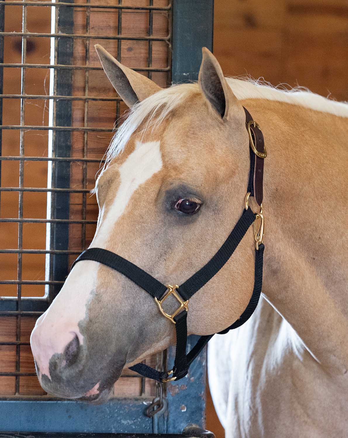 Economy Nylon Safety Horse Halter - Image 70
