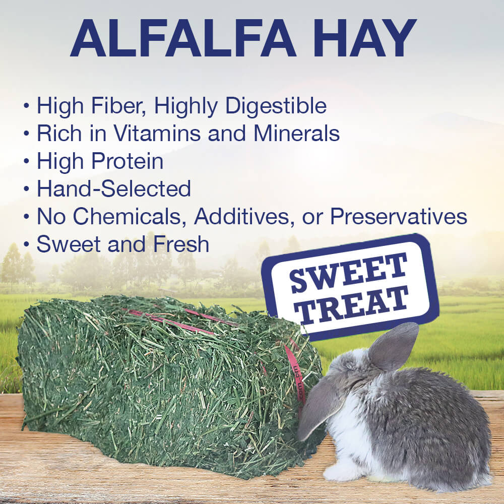 Grandpa’s Best Alfalfa Hay – Boxed or Baled, Premium Small Animal Hay - Image 6
