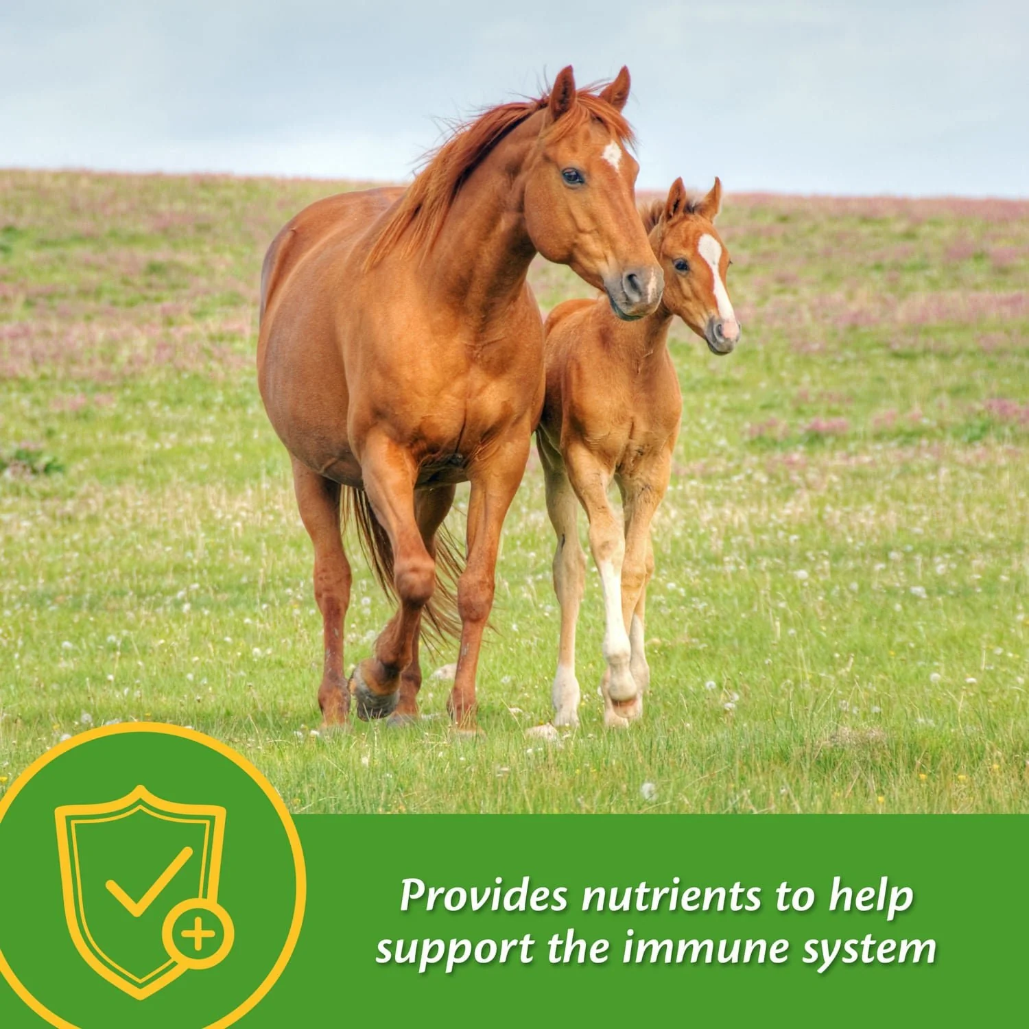 Grow Colt by Farnam - Image 12