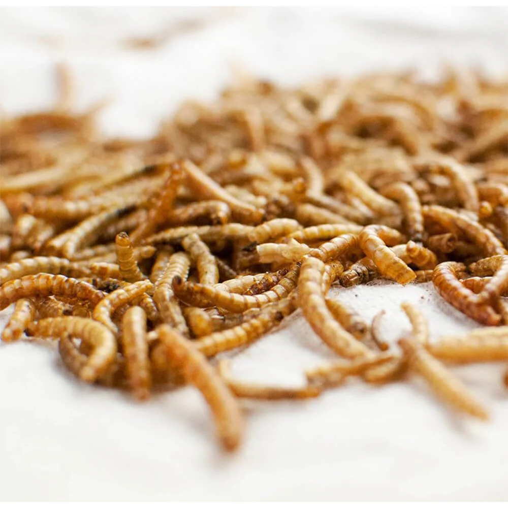 Happy Hen Treats MealWorm Frenzy for Chickens - Image 7
