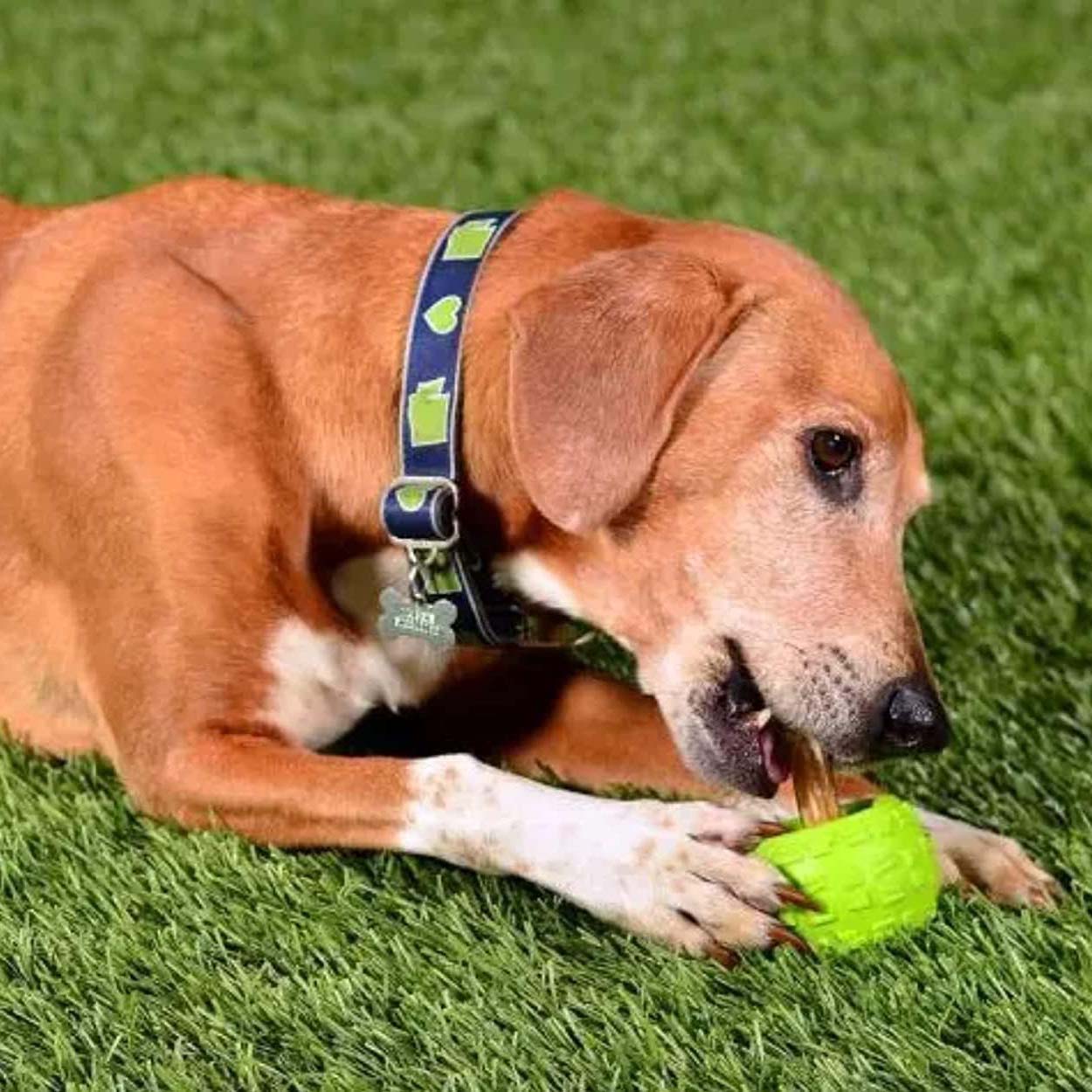 High Roller Ball Plus Rubber Dog Toy - Image 9