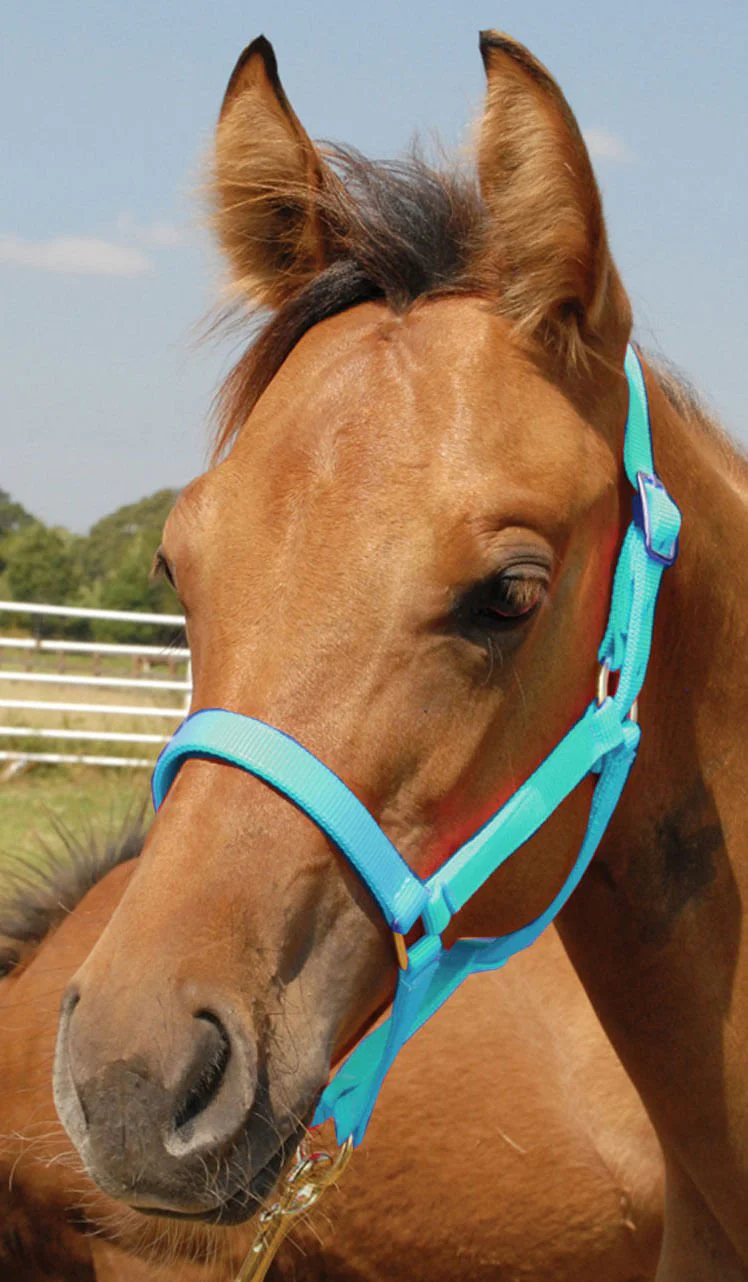 Jeffers Nylon Foal & Pony Halter - Image 2