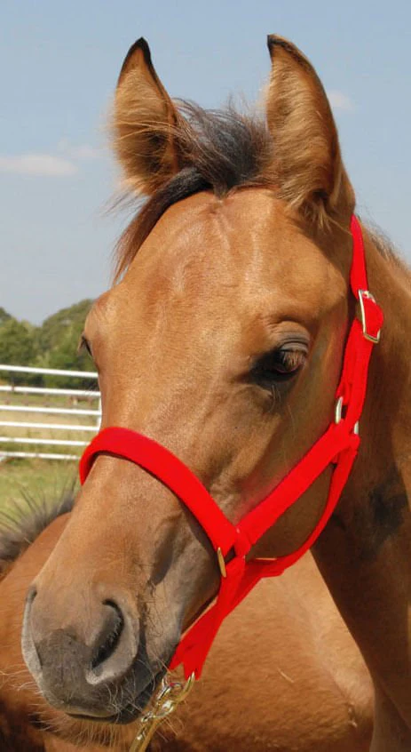 Jeffers Nylon Foal & Pony Halter - Image 3