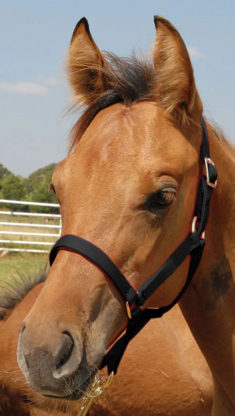Jeffers Nylon Foal & Pony Halter - Image 7