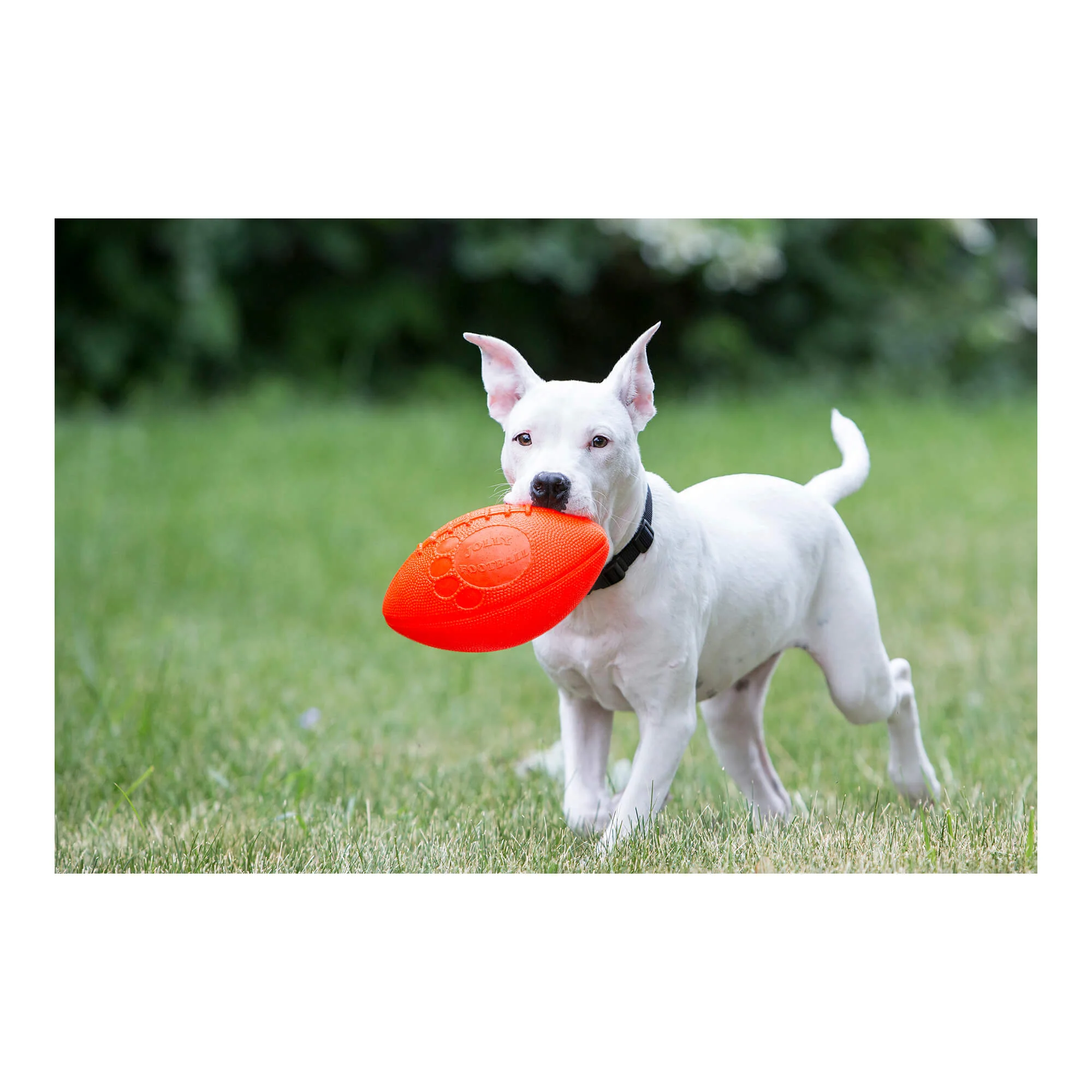 Jolly Football Dog Fetch Toy, 8" – Floats, Bounces & Retains Shape - Image 4