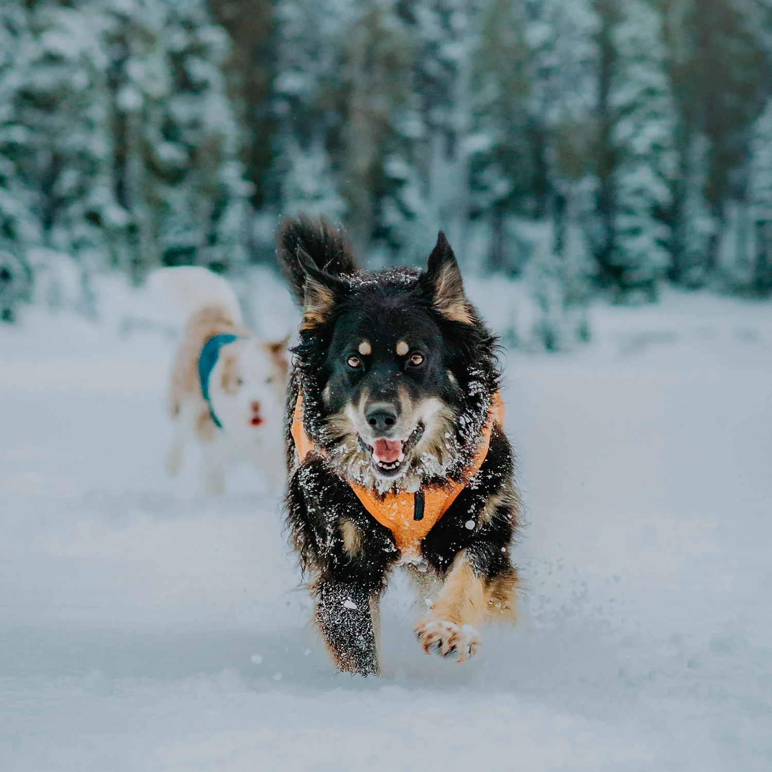 Kurgo K9 Core Dog Sweater - Image 58
