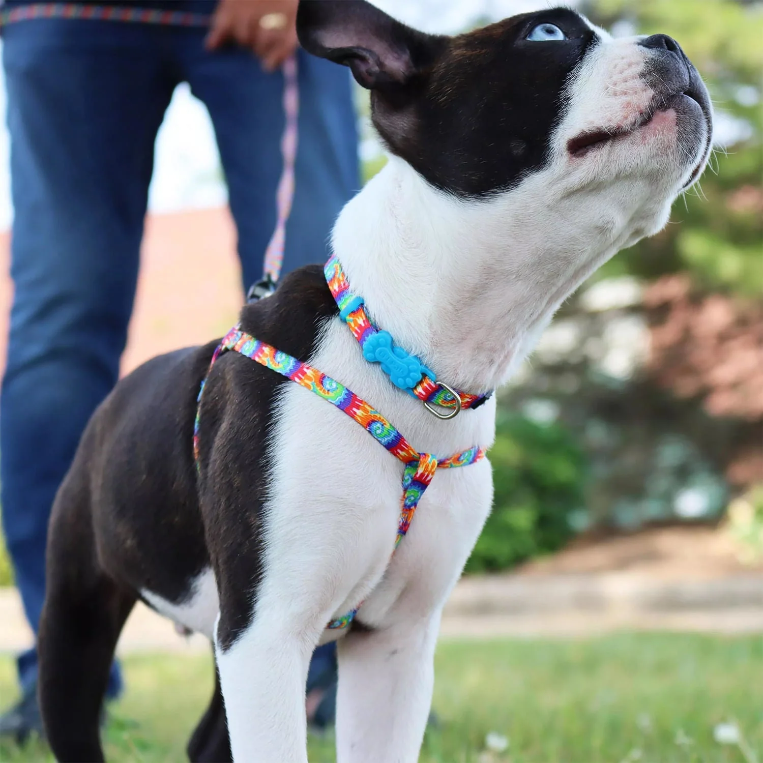 Li'l Pals Adjustable Patterned Dog Collar - Image 3
