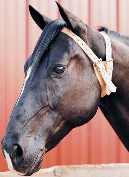 The Original Miracle Collar® Leather Anti-Cribbing Collar for Horses & Fleece Cover