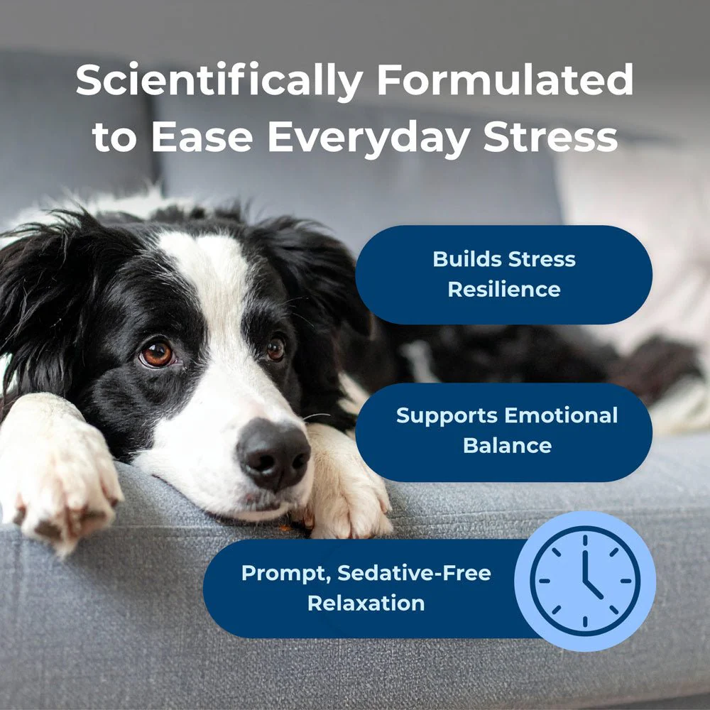 Dyne Calming & Stress Support Soft Chews for Dogs – Natural Stress Relief for Noise, Travel & Separation Anxiety - Image 5