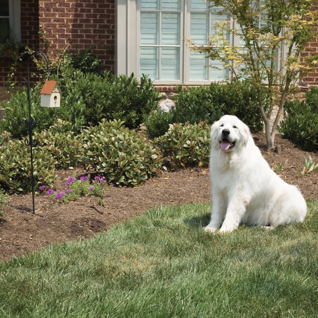 PetSafe Outdoor Dog Barking Control - Image 3