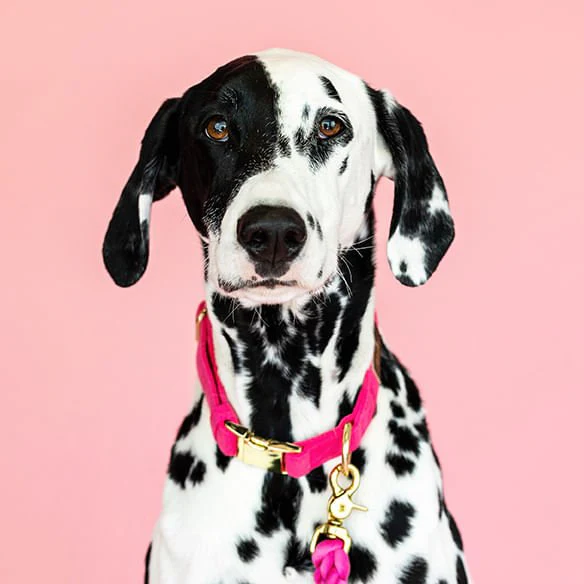 Pink Papyrus Designer Synthetic Fabric Adjustable Dog Collars - Image 7