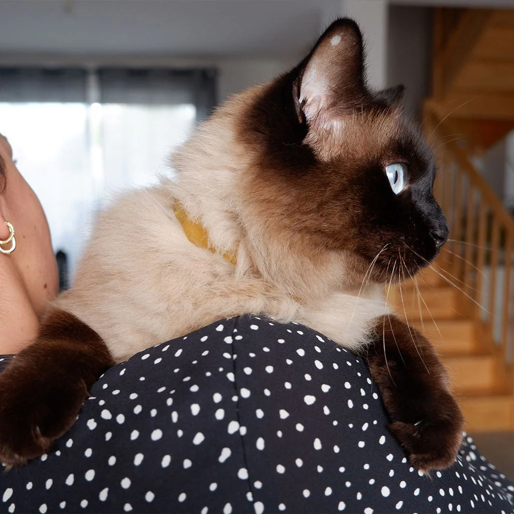 Plant-Based Natural Flea & Tick Cat Collar - Image 7