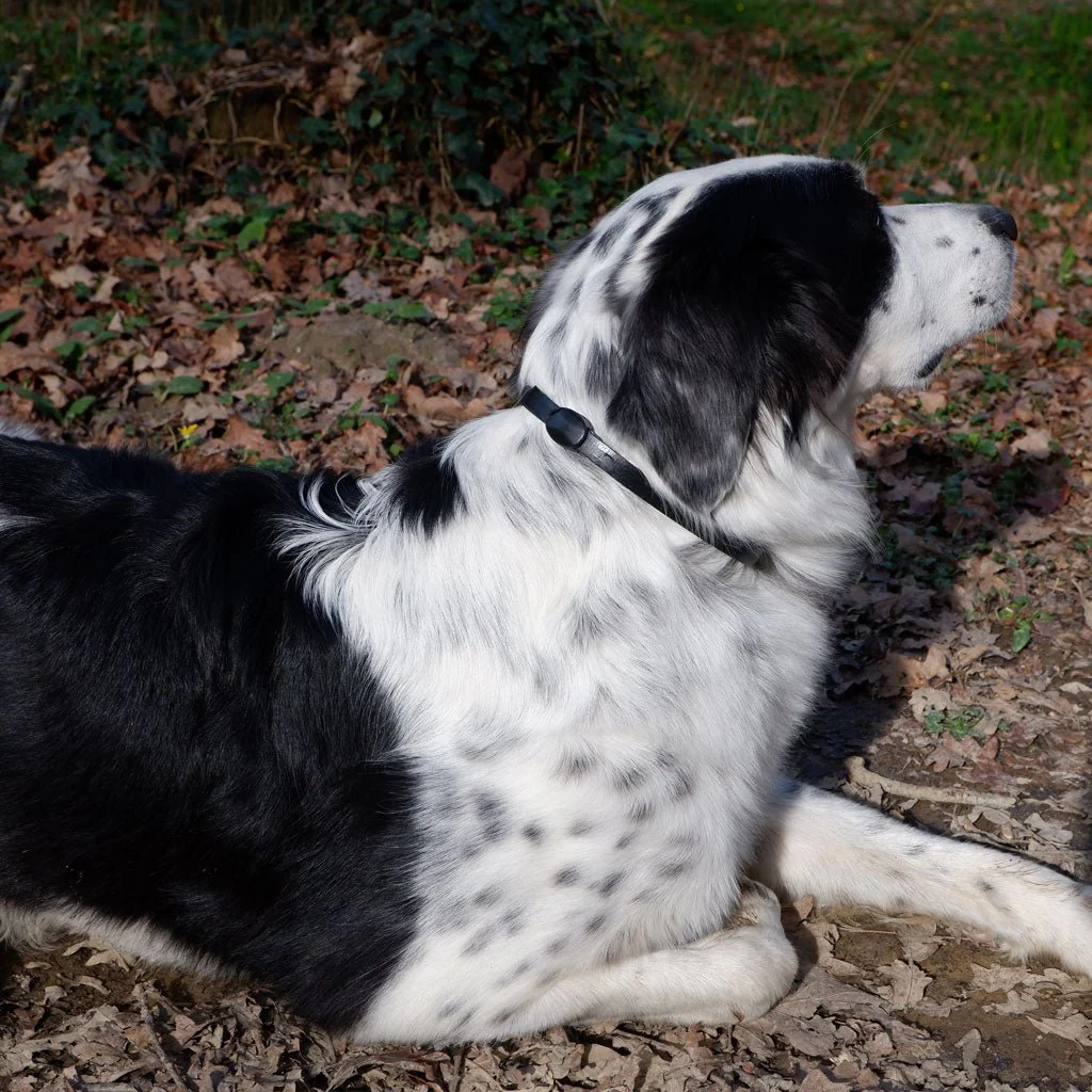 Plant-Based Mobility Collar for Dogs - Helps Joint Flexibility & Inflammation - Image 8