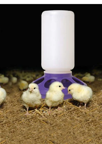 Little Giant 1 Quart Chicken Feeder & Waterer – Plastic Screw-On Jar & Base (Sold Separately) - Image 13