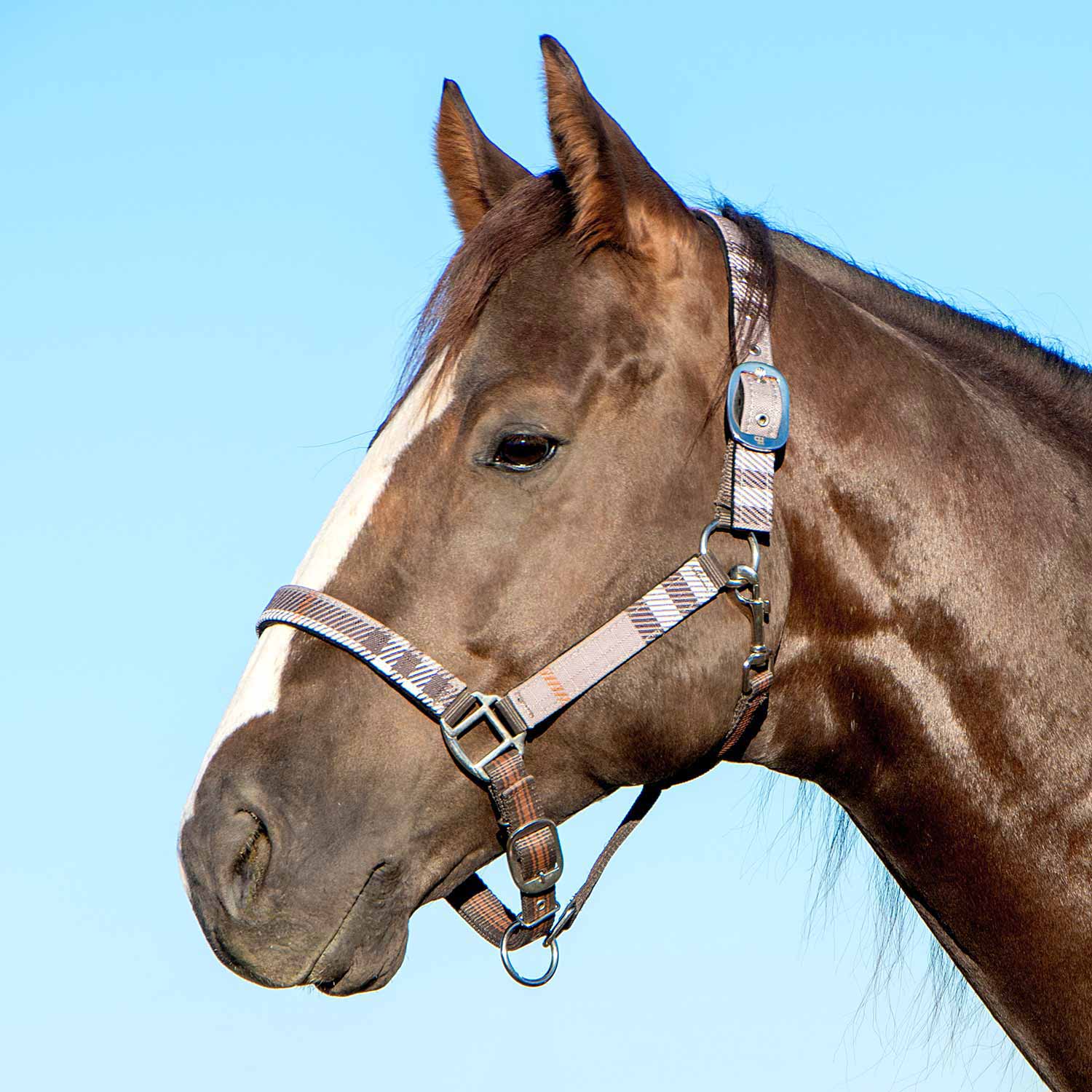 Jeffers Matching Horse Halter & Lead Rope 2 Piece Set, Full Size - Image 32