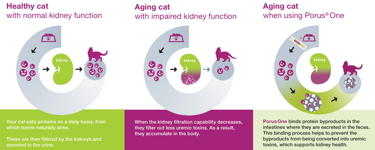 Porus One for Kidney Support in Cats, 500mg, 30 ct - Image 2