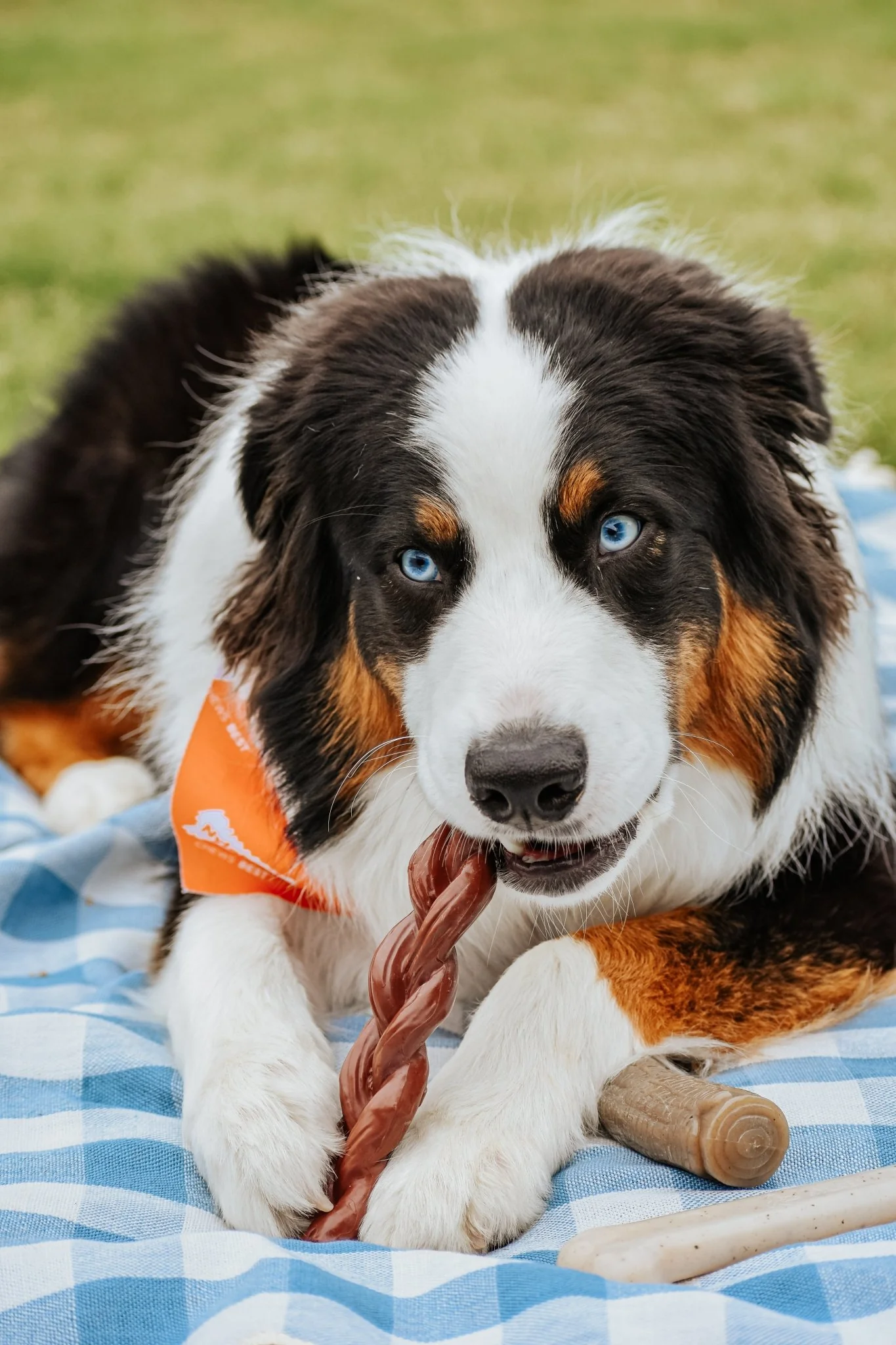 Power Chew Braided Bully Stick Alternative Chew Toy, Large/Giant, Up to 50 lbs - Image 8