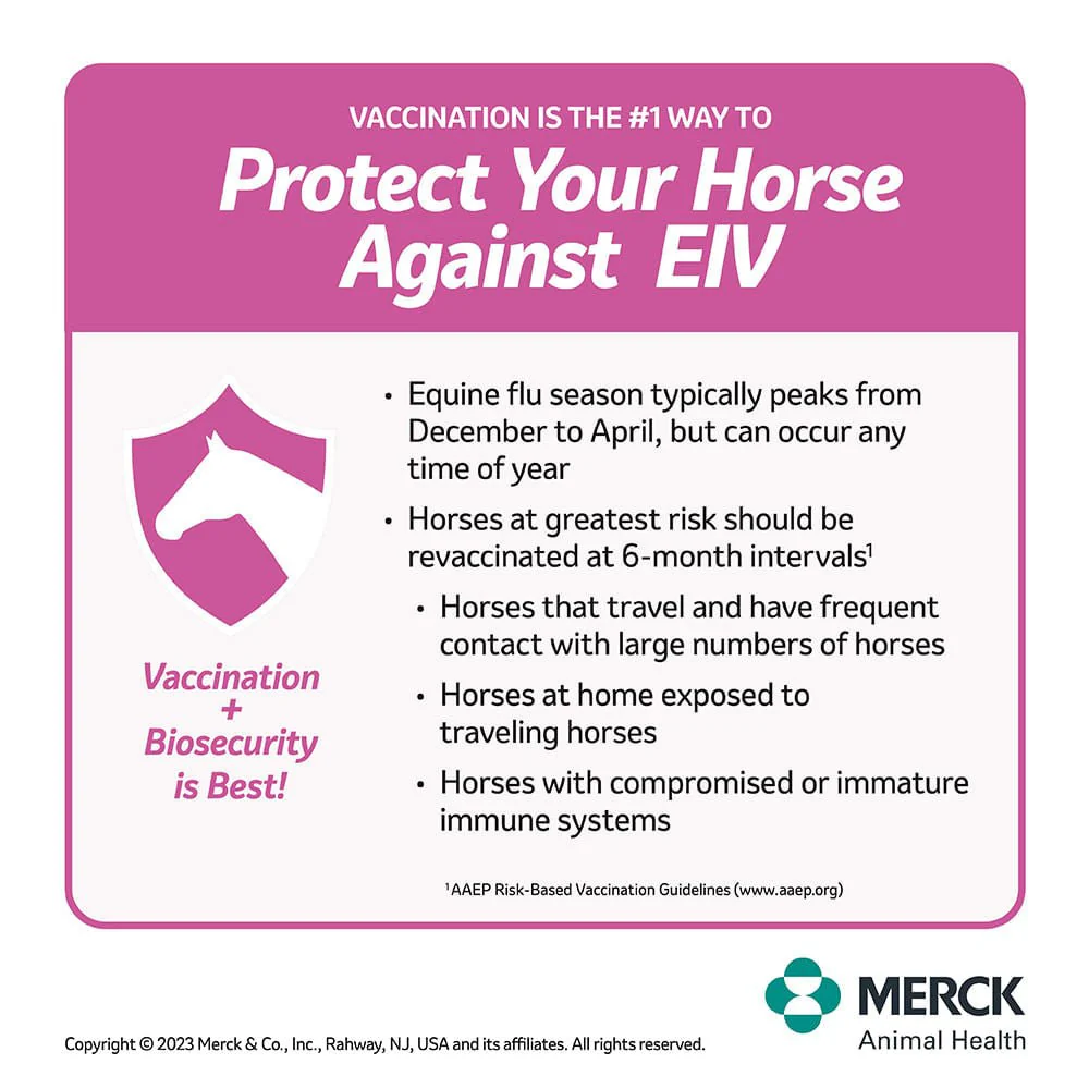 Prestige 4 EWT + Flu Horse Vaccine - Image 7