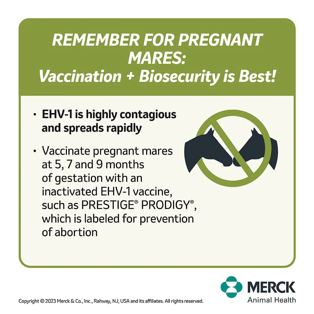 Prestige Prodigy Horse Vaccine - Image 2