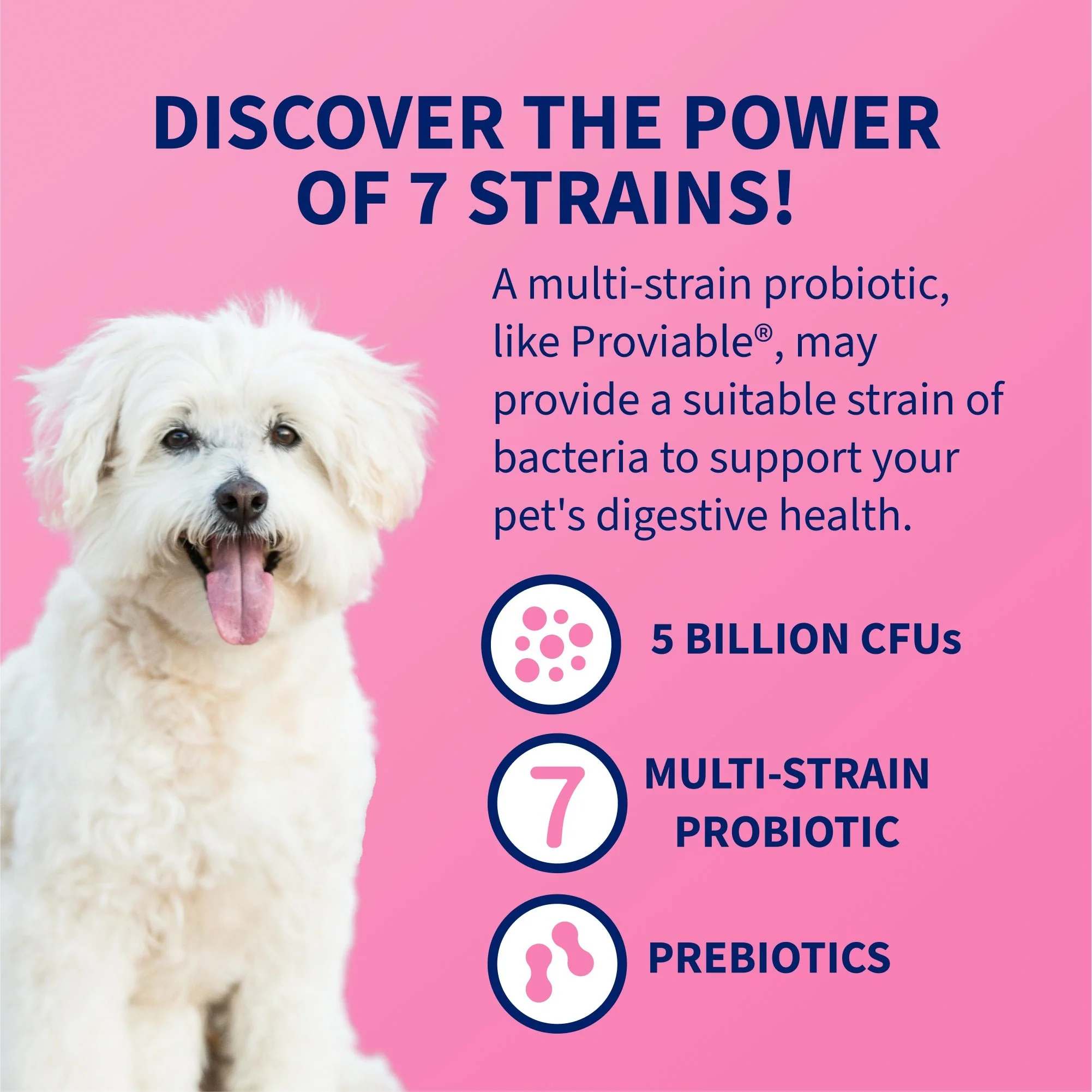 Nutramax Proviable-DC Chew Tablets for Dogs, 60 ct - Image 3