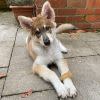 Nylabone Puppy Starter Kit, 3 pack - Image 7