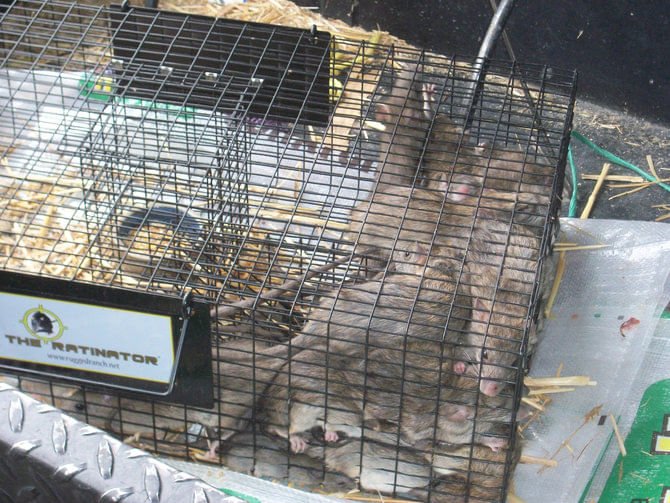 The Ratinator Rodent Trap - Image 5