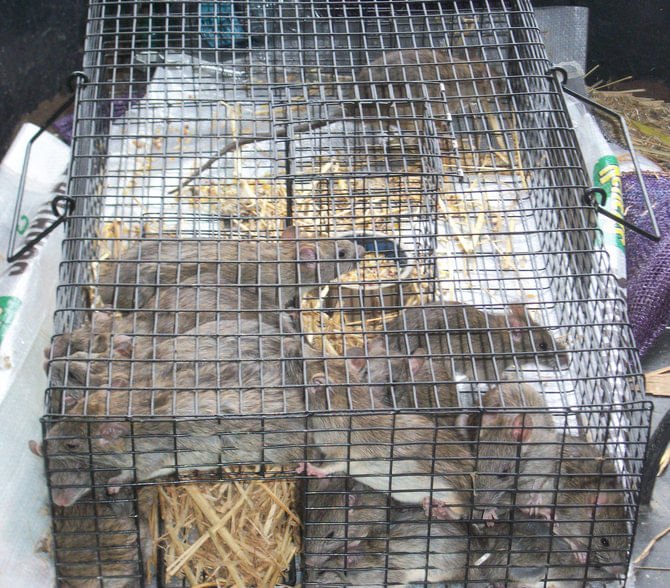 The Ratinator Rodent Trap - Image 6