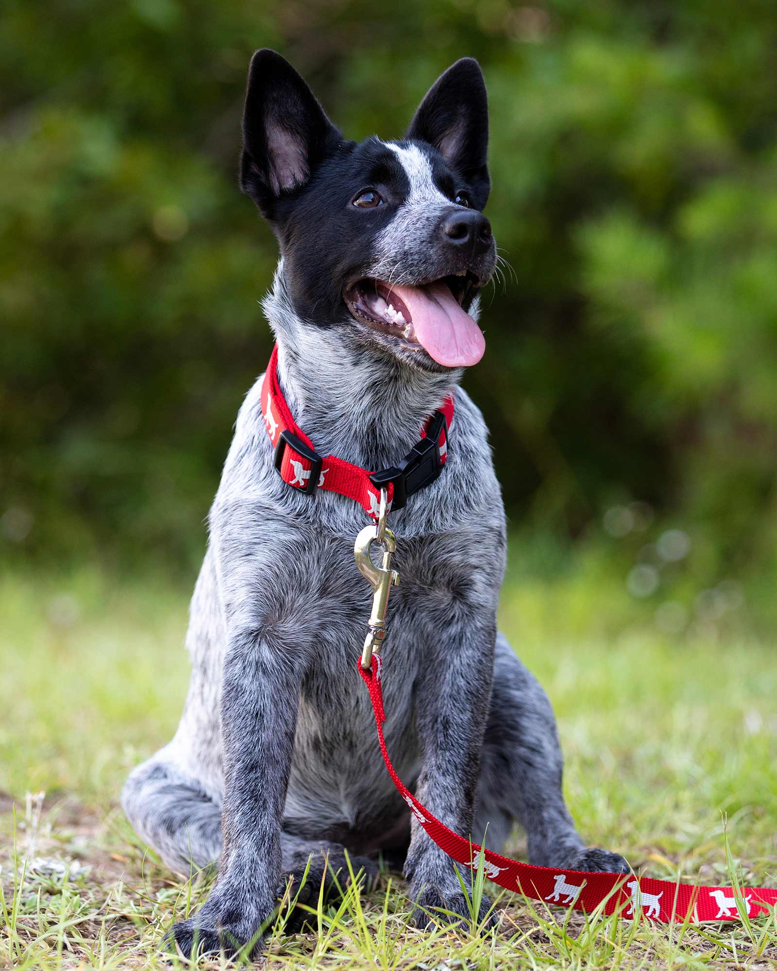 Jeffers Reflective Hound Series Adjustable Nylon Dog Collars - Image 2