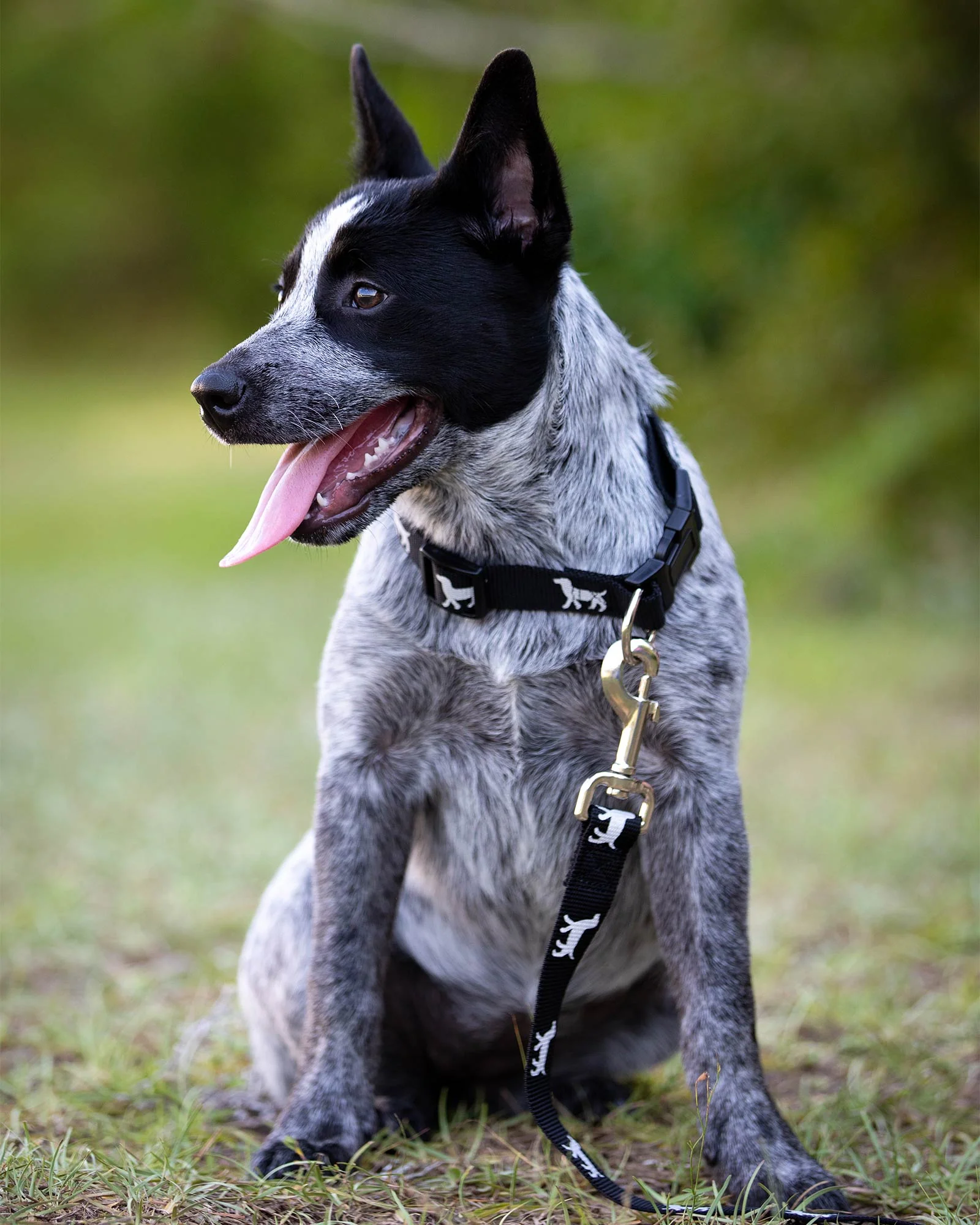 Jeffers Reflective Hound Series Nylon Dog Leash, 1" x 4' - Image 2