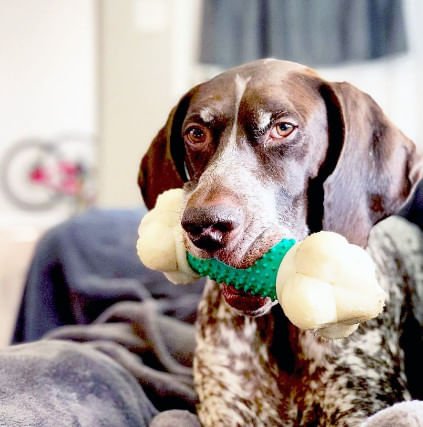 Nylabone Double Action Chew - Image 22